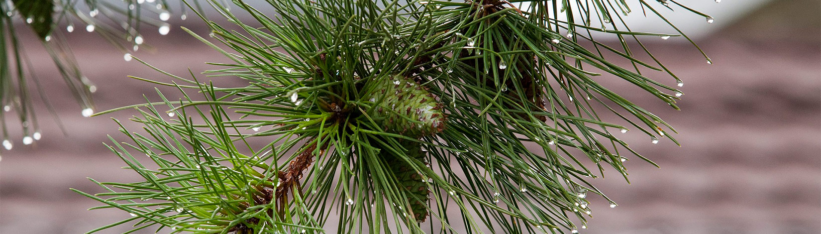 Pine cone with water droplets