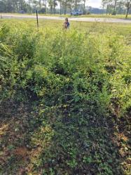 Wildflower area full of weeds