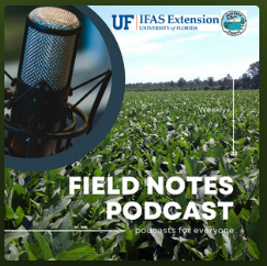 Corn Field with microphone in corner