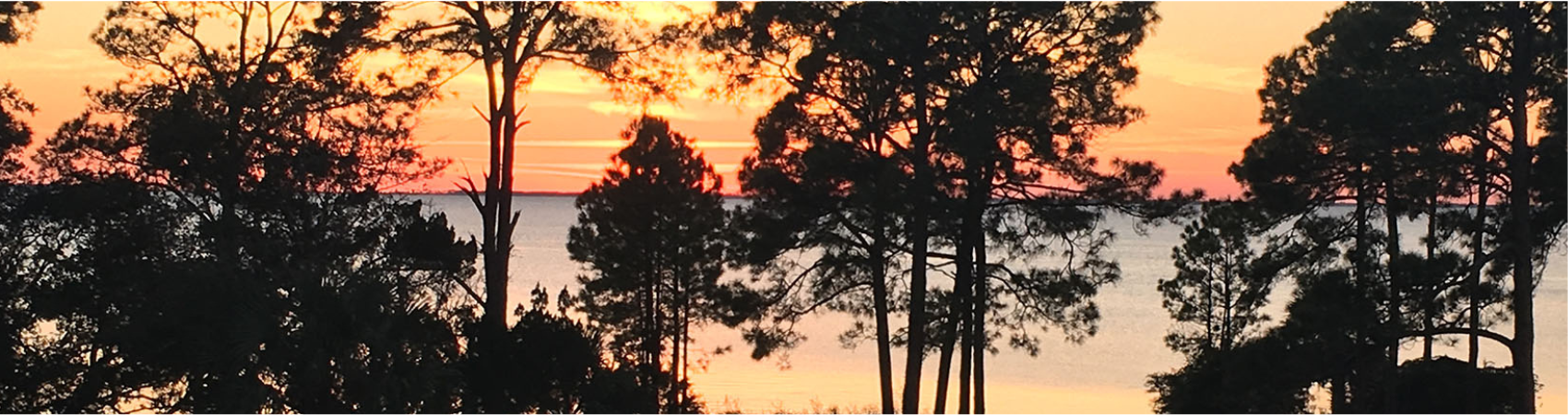 Sunset through Trees over bay