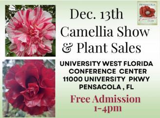 Images of camellias with information about the December 13th show