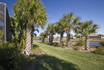 palms in yard w water