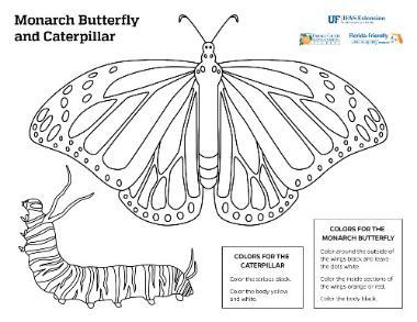 monarch butterfly coloring page