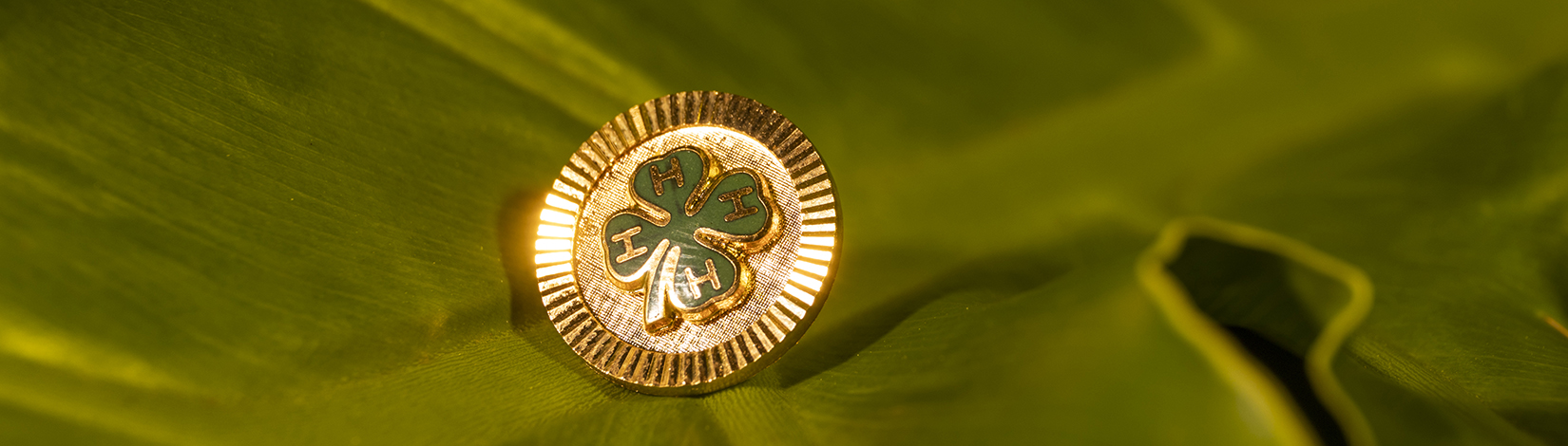 gold 4-H logo pin on a moss green backdrop