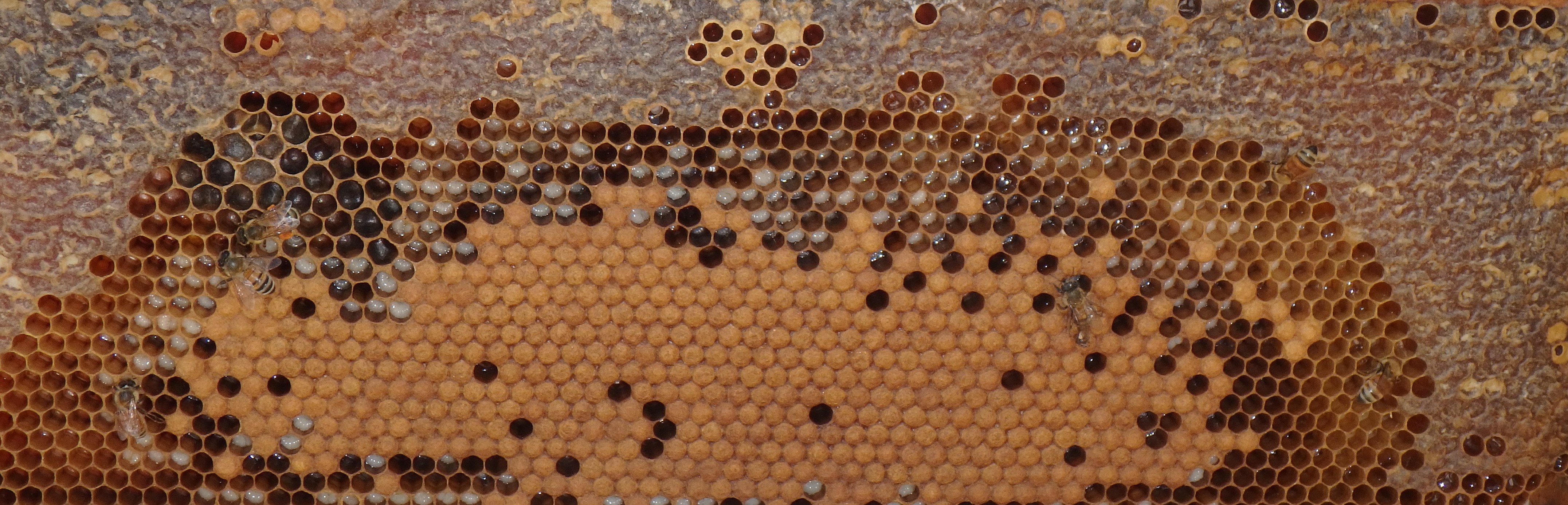 Honey Bee Brood Frame