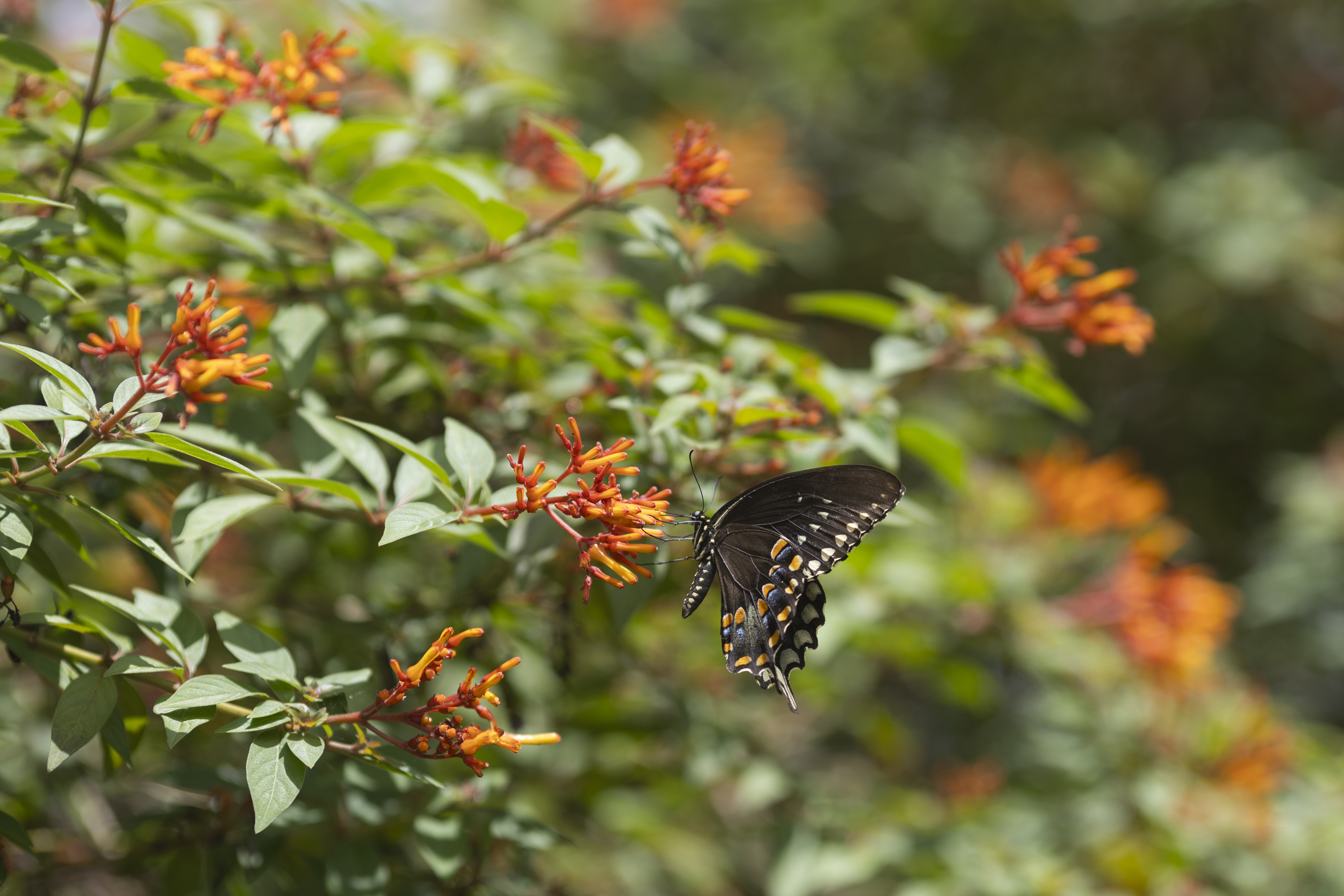 Swallowtail butterfly feeding on a firebush plant.