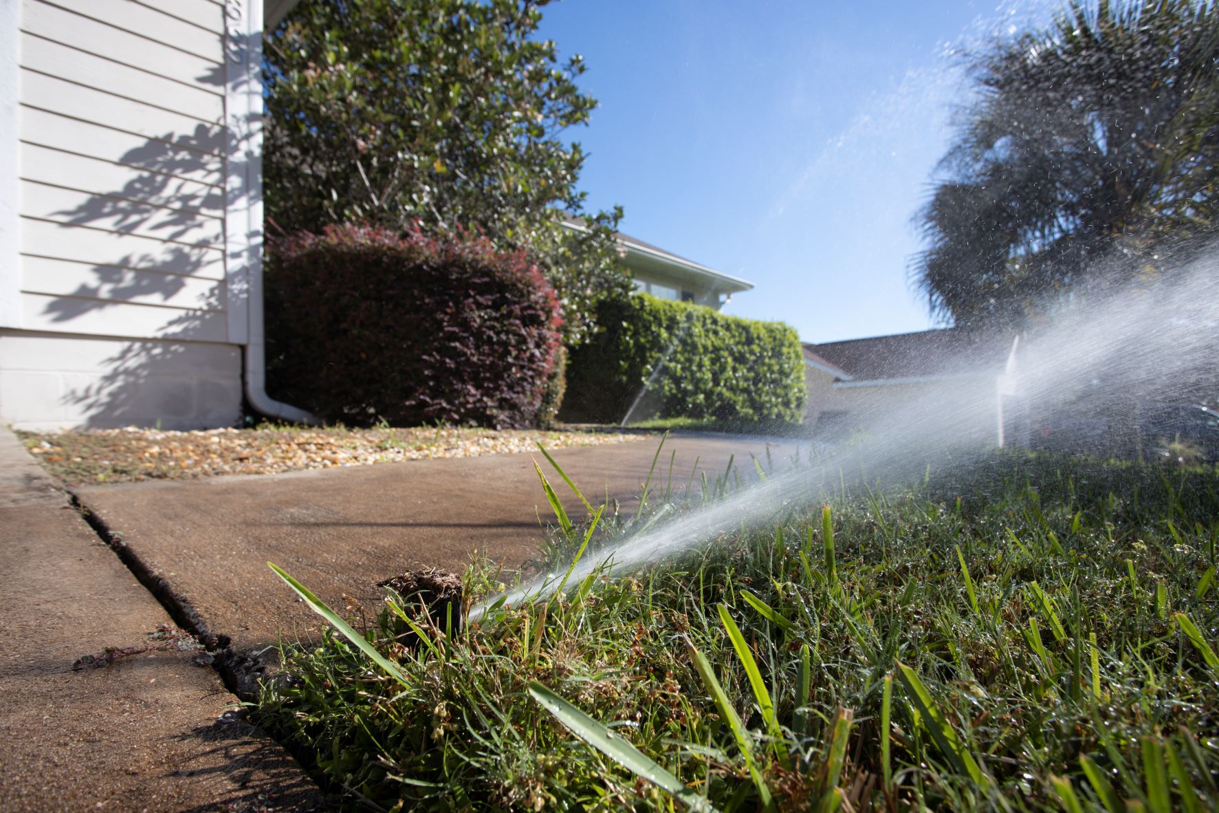 A pop-up spray head irrigating a lawn section.