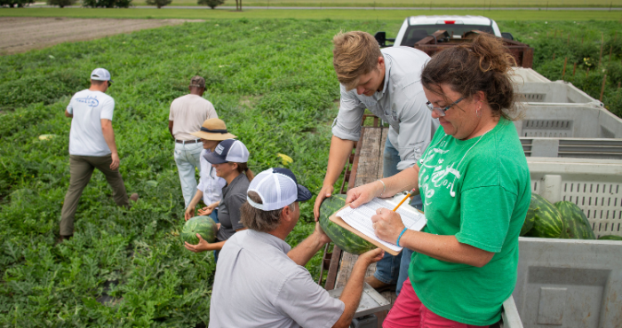 People workers in field farm watermelon