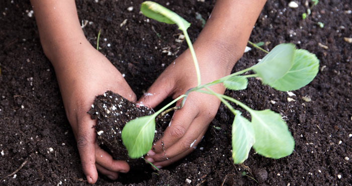 A pair of hands planting a seedling in rich soil.