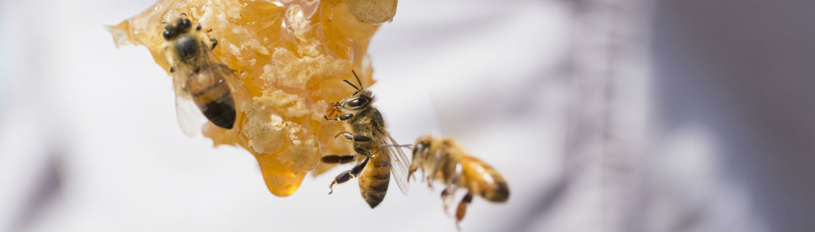 Bees on a piece of honeycomb