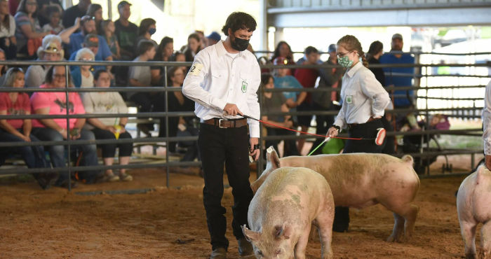 4-H Youth showing swine at the Putnam County Fair