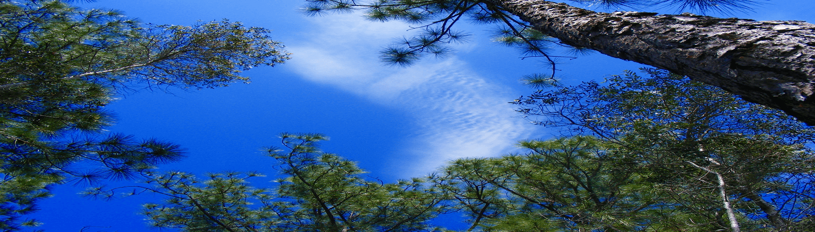florida pines against skyline