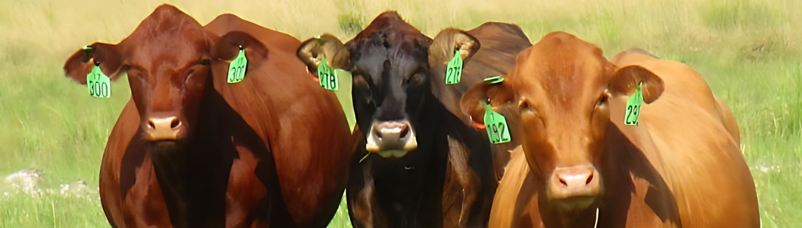 Three cows standing together