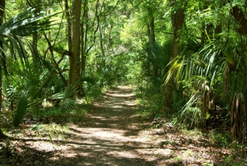 Florida Forest Trail - Small Square Image