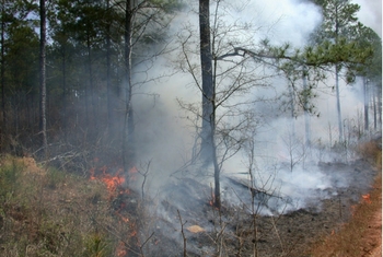 Controlled Burn - Small Square Image
