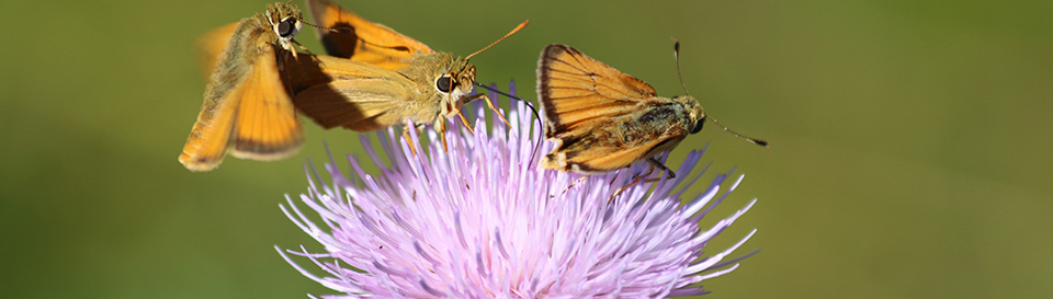 3 orange skippers on a purple thistle flower