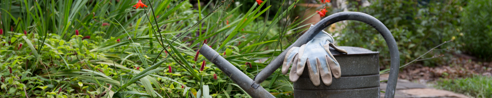 a watering can and gardening gloves sit next to an array of lush, florida-friendly plants in a home landscape. [credit: uf/ifas]
