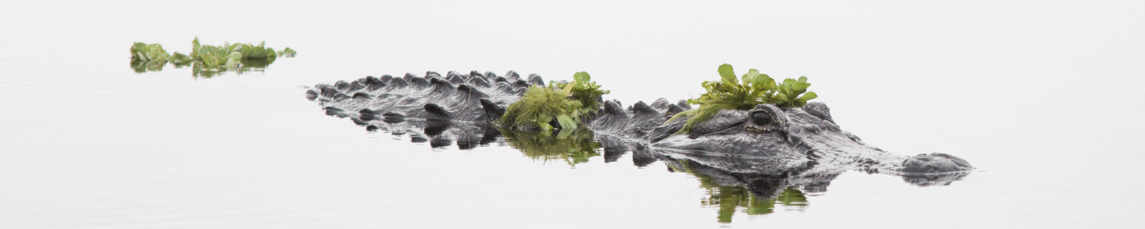 an alligator swims through a water, partially submerged and cloaked in vegetation