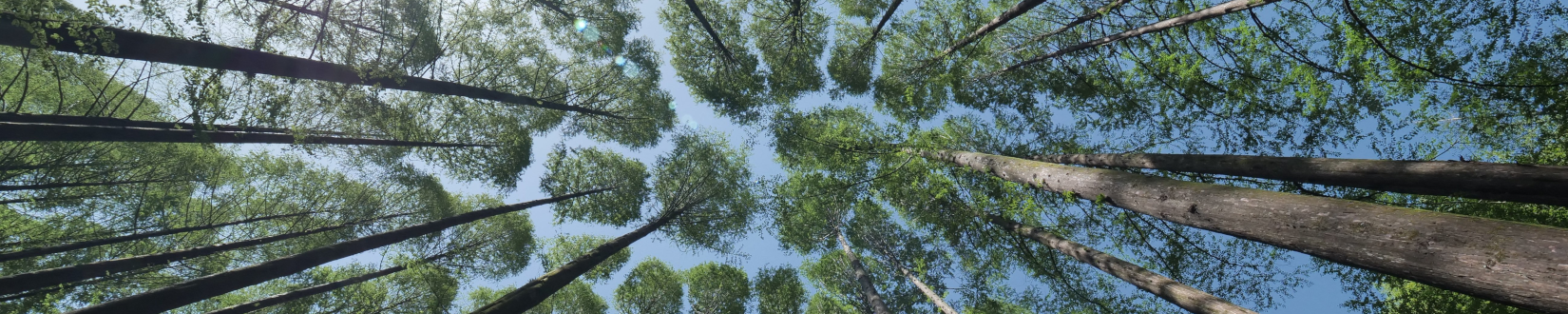 view straight up from ground to sky through a dense tree canopy. [credit: pixabay.com, lefteye81]
