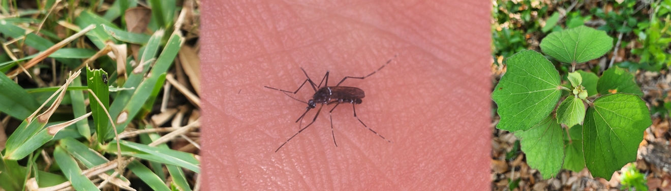 Chinch bug on grass, mosquito on hand, caesarweed