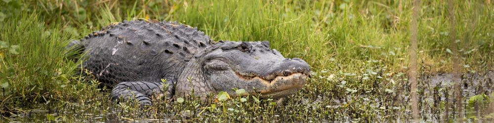 Alligator resting in pond