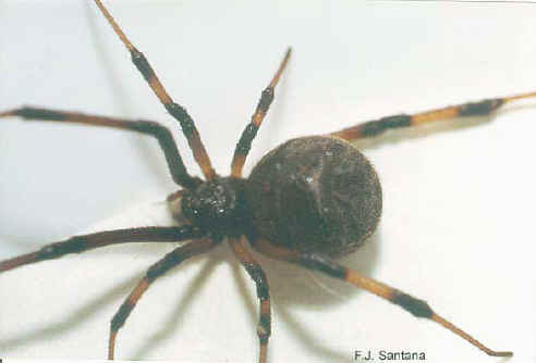 closeup of brown widow spider with dark brown abdomen