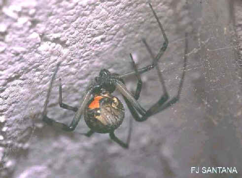 closeup of brown widow spider with the red 