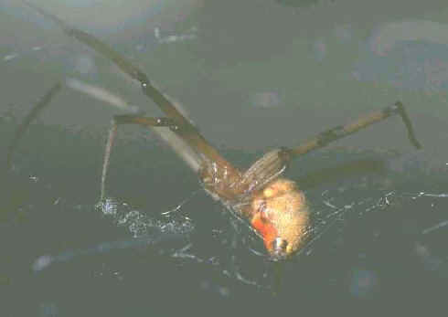 closeup of brown widow spider with 