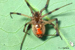 closeup of brown widow spider with 