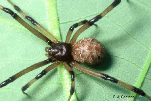 closeup of brown widow spider with light brown abdomen