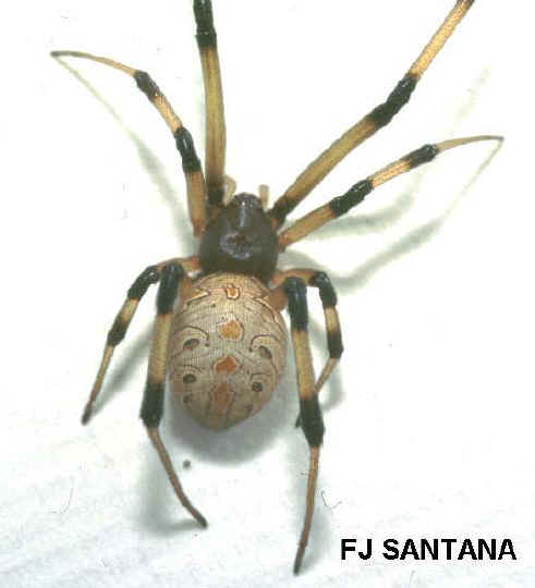 closeup of brown widow spider with light tan abdomen with distinct markings