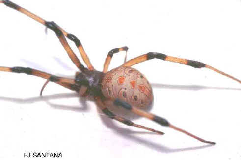 closeup of brown widow spider with light tan abdomen with vivid markings
