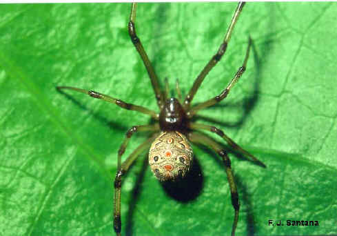 closeup of brown widow spider with multicolor abdomen