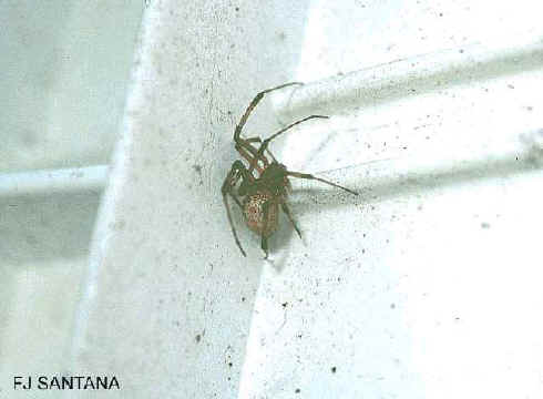 closeup of brown widow spider nesting site under a chair