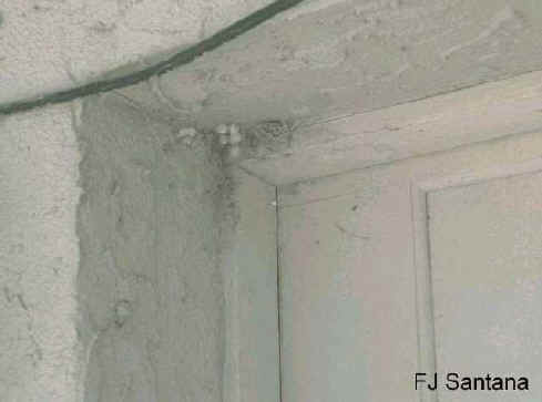 closeup of brown widow spider nesting site in corner of doorway