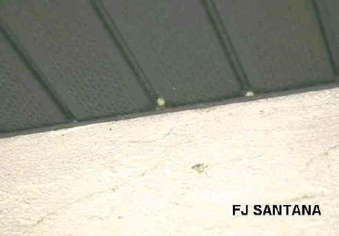 closeup of brown widow spider nesting site in eave of structure
