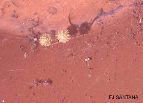 closeup of brown widow spider nesting site under planting pot in yard