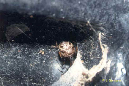 closeup of brown widow spider with web