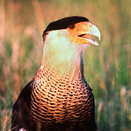 close-up of caracara in the wild