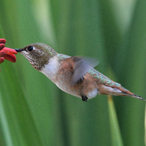 a female rufous hummingbird hovers as it feeds on plant nectar