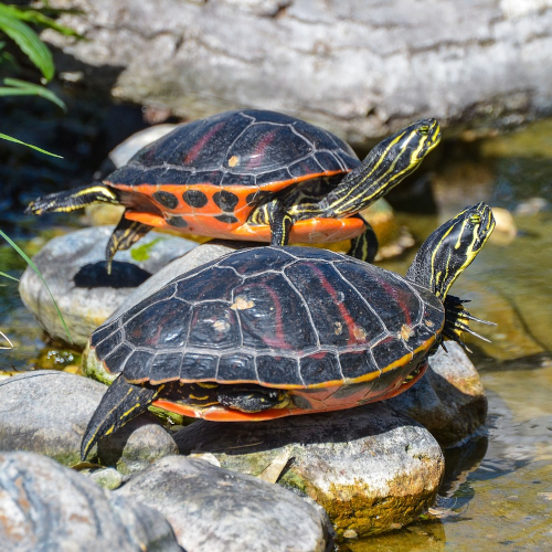 turtles (red belly)