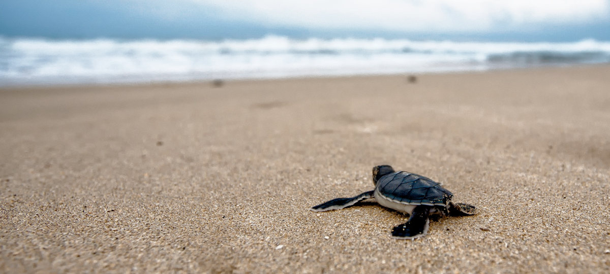 closeup of a single sea turtle hatchling crawling across a sandy beach, headed toward waves and water in the distance.