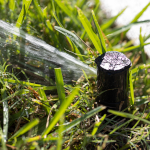 closeup of a popup irrigation sprinkler head in a home landscape, spraying water. [credit: uf/ifas, tyler jones]