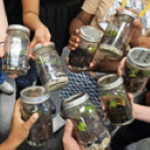 closeup of multiple, hand-held jars filled with soil and plants. [credit: uf/ifas extension sarasota county]