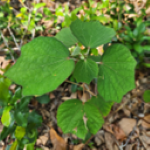 closeup of an invasive plant in a florida landscape. [credit: uf/ifas extension sarasota county]