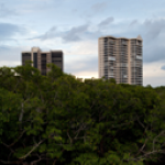 wide shot of coastal plants creating a 