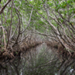 view down a placid waterway lined by mangroves. [credit: uf/ifas]