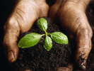 close-up of two hands holding rich, dark soil with a recently sprouted plant growing from the soil