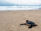 a lone sea turtle hatchling crawls toward the ocean, across a vast, empty beach