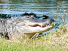 closeup of an alligator sunning in a grassy area next to a small lake/pond